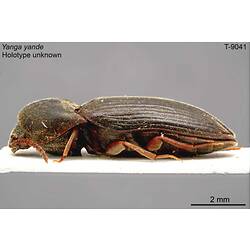Beetle specimen, lateral view.