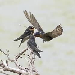 Swallow hovering, feeding young.