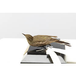 Side view of taxidermied bird specimen with labels.