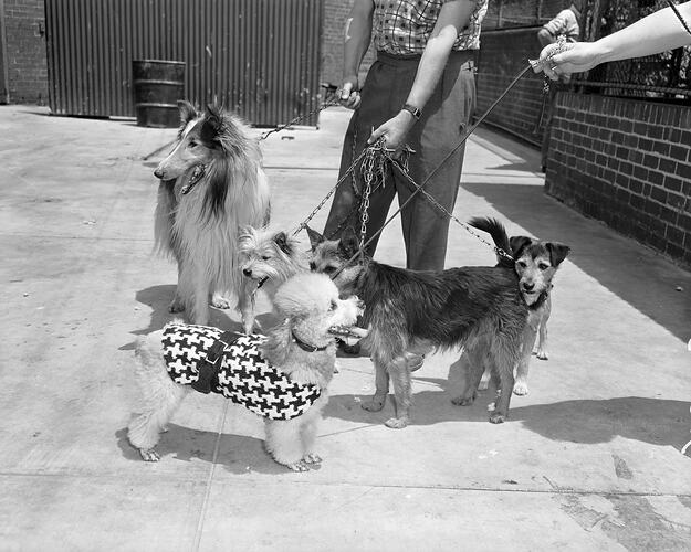 Australian Wool Board, Dog Wearing Houndstooth Coat, Victoria, 23 Nov 1959