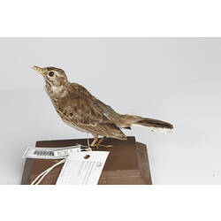 <em>Anthus australis</em>