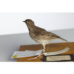 Mottled cream and brown bird specimen, side view.