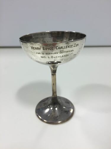Royal Horticultural Association Daffodil Cup