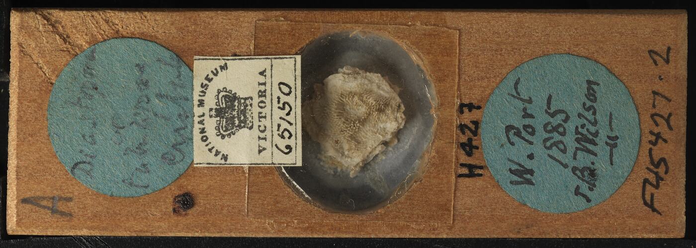 Bryozoan specimen in wooden microslide with handwritten labels.
