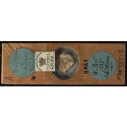 Bryozoan specimen in wooden microslide with handwritten labels.