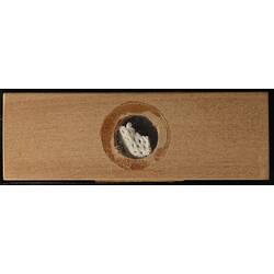 Underside of wooden microslide containing bryozoan specimen,