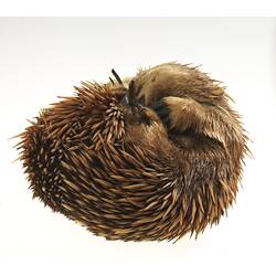 Curled up Echidna specimen viewed from side.