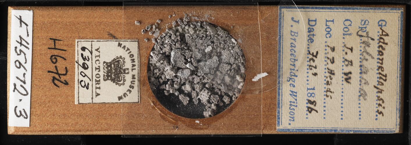 Top view of bryozoan specimen on wooden microslide.
