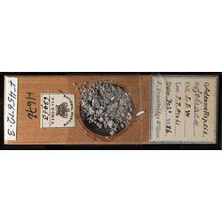 Top view of bryozoan specimen on wooden microslide.