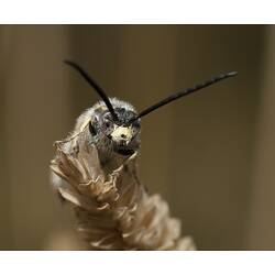 Black and yellow wasp on seed head.