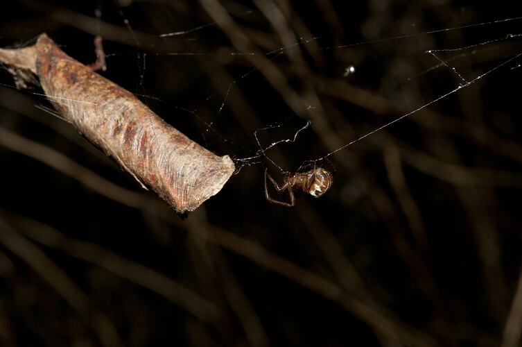 Spider on web near curled leaf.
