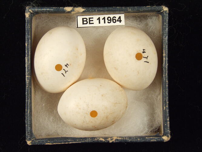 Three bird eggs with specimen label in box.