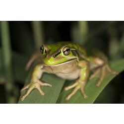 Green and brown frog on broad grass leaf viewed from front.