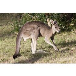 male kangaroo standing bent over.