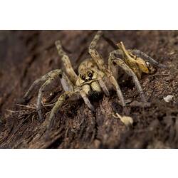 Close up front view of yellow-brown spider.