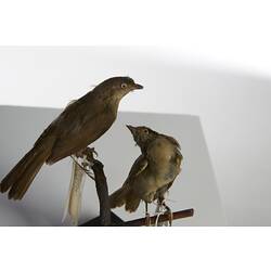 <em>Andropadus importunus</em> and <em>Andropadus importunus importunus</em>, Sombre Greenbul, mounts.  Registration nos. 54703 (right) & 54807 (left).