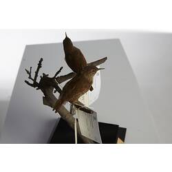 <em>Troglodytes troglodytes</em>, Winter Wren, mounts.  Registration nos. 58161 (rear) & 58162 (front).