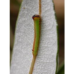 Green moth instar with red stripe down side.