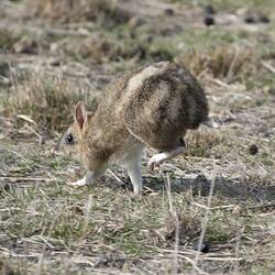 Brown bandicoot landing after leaping, rear legs still in the air.