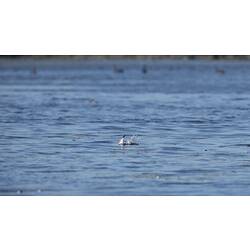 Whiskered Tern.
