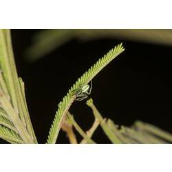 Order Araneae, spider. Mitchell River National Park, Victoria.