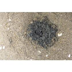 <em>Mictyris</em> sp., crab. Lakes Entrance, Victoria.