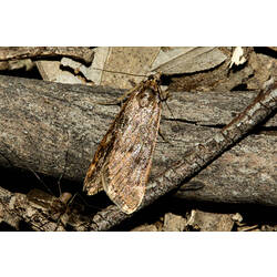<em>Persectania dyscrita</em>, moth. Murray Explored Bioscan.