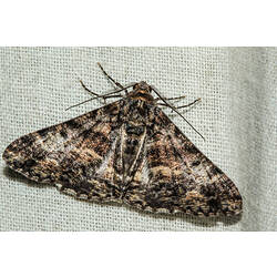 <em>Gastrinodes argoplaca</em>, moth. Murray Explored Bioscan.