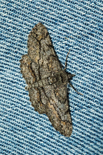 <em>Cleora</em> sp., moth. Murray Explored Bioscan.