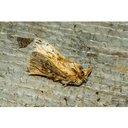 <em>Pseudanapaea transvestita</em>, Orange Cup Moth. Murray Explored Bioscan.
