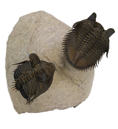 Dorsal view of two trilobite fossils on cream rock.