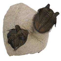 Dorsal view of two trilobite fossils on cream rock.