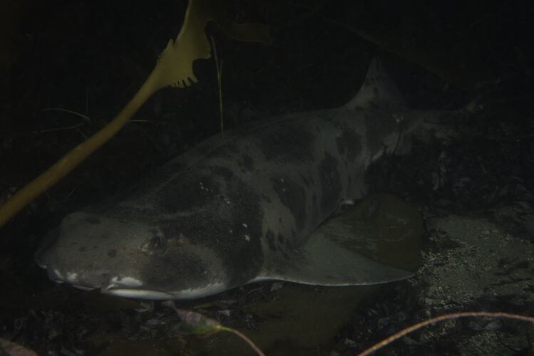 Grey and black shark on seabed.