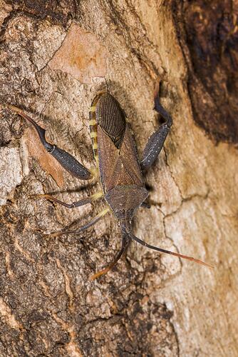 Family Coreidae, Crusader Bug. Neds Corner, Victoria.