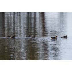 Wood duck with ducklings on water.