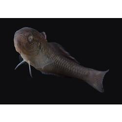 Carp Gudgeon.