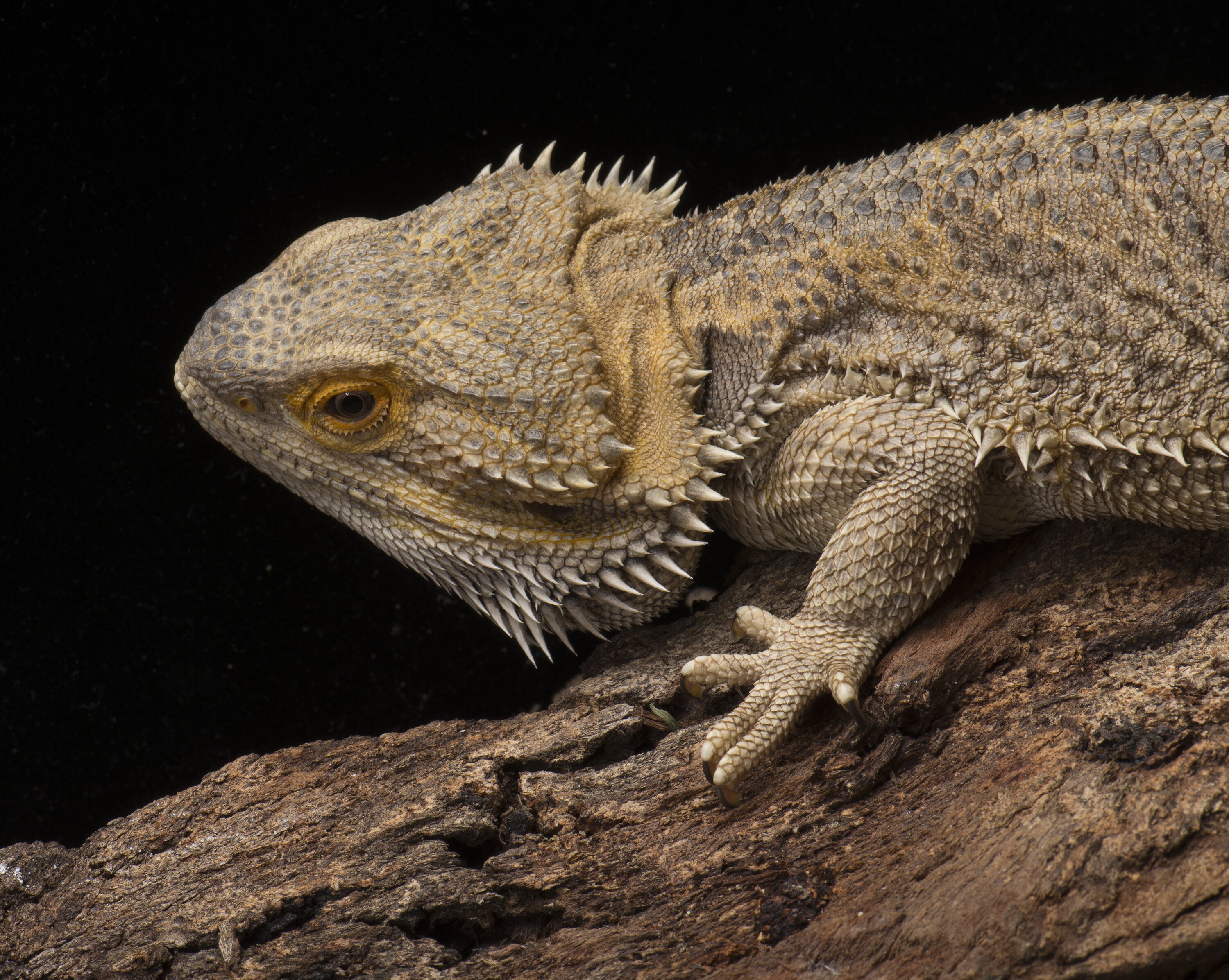 Pogona vitticeps (Ahl, 1926), Central Bearded Dragon