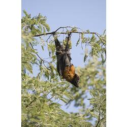 Flying-fox hanging from branch, stretching neck slightly.
