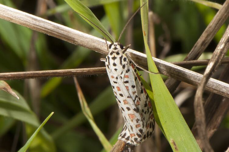 White moth with orange and black spots on grass.