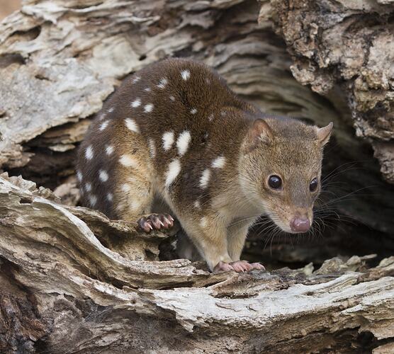 Spotted Quoll on log.