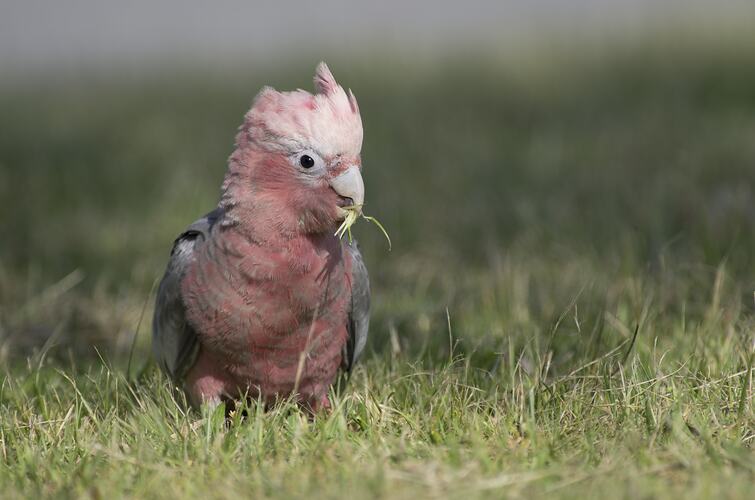 Pink and grey bird on grass.