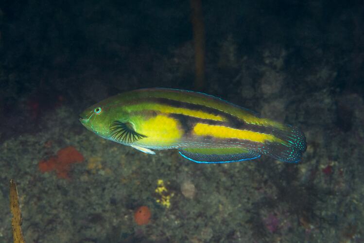 Side view of yellow fish with dark stripes down side.