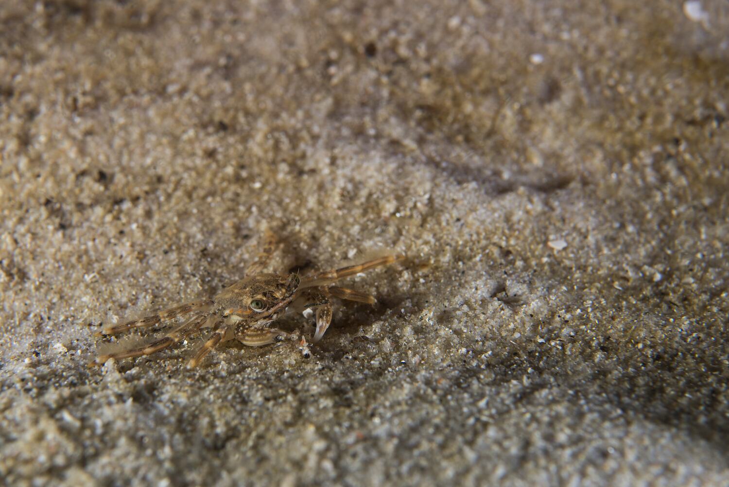 Guinusia chabrus (Linnaeus, 1758), Red Rock Crab