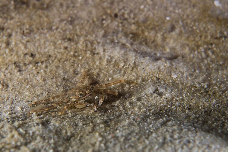 Flattened crab on sand.