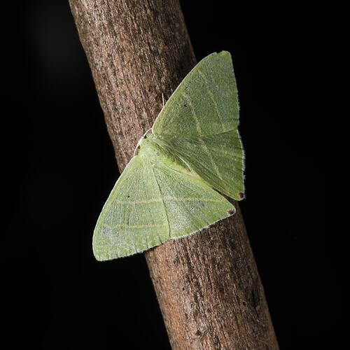Emerald moth.