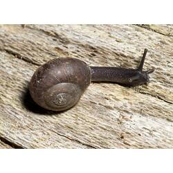 Land snail.