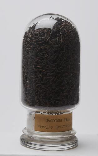 Tea Sample - Camellia sinensis, Chinese, Panyong Grade, pre 1914