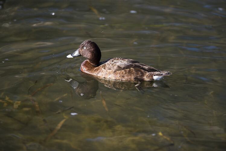 Hardhead duck.