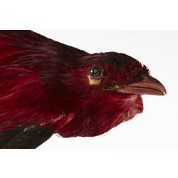 Close up of face of red taxidermied bird specimen.