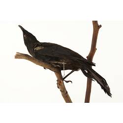 Side view of black and white bird specimen mounted on branch,
